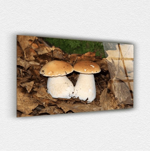 Mantar ve Yaprak Cam Tablo