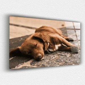 Köpek Cam Tablo
