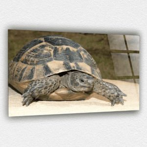 Kaplumbağa Cam Tablo